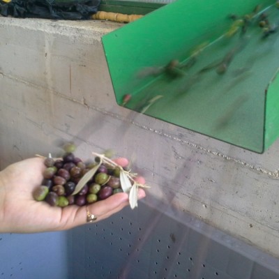 Transport oliwek do tłoczni natychmiast po zebraniu
